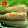 Frozen sweet corn with high quality pollution free maize